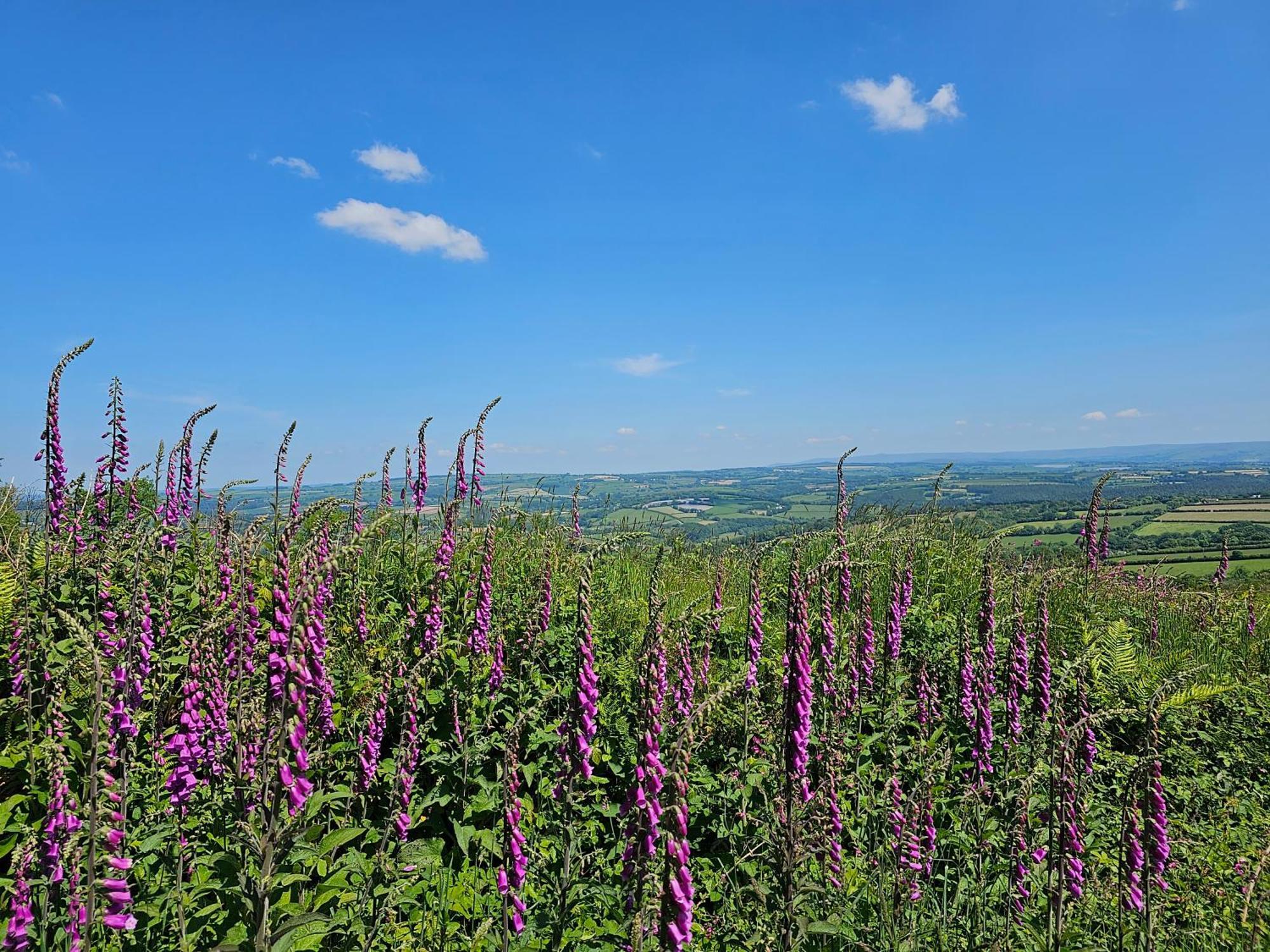 Summit Camping Kit Hill Cornwall Panoramic Views Grass Pitch From 15Pn Or Bella Bell Tent 75Pn Callington 외부 사진